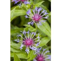 Kategorie <b>Stauden </b> - Centaurea montana