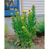 Kategorie <b>Produkt nicht gewünscht </b> - Centaurea macrocephala