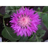 Kategorie <b>Produkt nicht gewünscht </b> - Centaurea hypoleuca 'John Coutts'