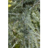 Kategorie <b>Nadelbäume u. Koniferen </b> - Cedrus deodara