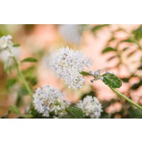 Kategorie <b>Blütensträucher und Ziergehölze </b> - Ceanothus thyrsifl.repens