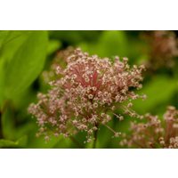 Kategorie <b>Produkt nicht gewünscht </b> - Ceanothus pallidus 'Marie Simon'