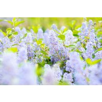 Kategorie <b>Produkt nicht gewünscht </b> - Ceanothus delilianus 'Gloire d.Versailles'
