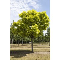 Kategorie <b>Produkt nicht gewünscht </b> - Catalpa bignonioides