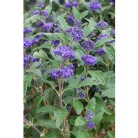 Kategorie <b>Blütensträucher und Ziergehölze </b> - Caryopteris clandonensis 'Grand Bleu' -R-