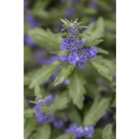 Kategorie <b>Blütensträucher und Ziergehölze </b> - Caryopteris clandonensis 'Blue Balloon' -R-