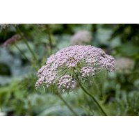 Kategorie <b>Kräuter- und Teepflanzen </b> - Carum carvi