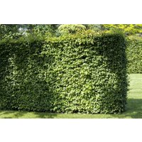 Hecken - Carpinus betulus