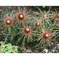 Kategorie <b>Produkt nicht gewünscht </b> - Carlina acaulis ssp.simplex
