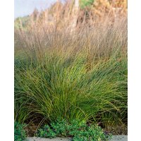 Kategorie <b>Produkt nicht gewünscht </b> - Carex testacea 'Prairie Fire'