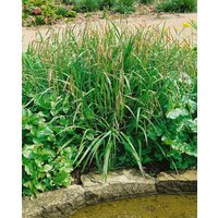 Kategorie <b>Produkt nicht gewünscht </b> - Carex pendula