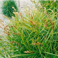 Kategorie <b>Produkt nicht gewünscht </b> - Carex muskingumensis 'Variegata'