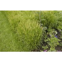 Kategorie <b>Produkt nicht gewünscht </b> - Carex muskingumensis