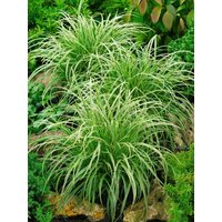 Kategorie <b>Gräser </b> - Carex morrowii 'Silver Sceptre'