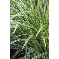 Kategorie <b>Gräser </b> - Carex morrowii 'Ice Dance'