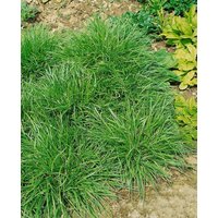 Kategorie <b>Produkt nicht gewünscht </b> - Carex flava