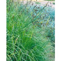 Kategorie <b>Gräser </b> - Carex flacca