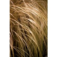 Kategorie <b>Gräser </b> - Carex comans 'Milk Chocolate'