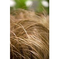 Kategorie <b>Gräser </b> - Carex comans 'Bronze Form'