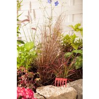 Kategorie <b>Produkt nicht gewünscht </b> - Carex buchananii