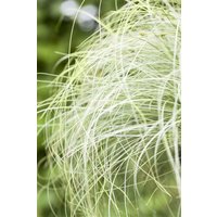 Kategorie <b>Gräser </b> - Carex albula 'Frosted Curls'