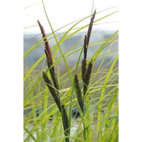 Kategorie <b>Gräser </b> - Carex acuta