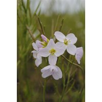 Kategorie <b>Stauden </b> - Cardamine pratensis