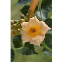 Kategorie <b>Produkt nicht gewünscht </b> - Campsis radicans 'Golden Trumpet'