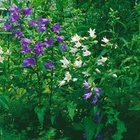 Kategorie <b>Produkt nicht gewünscht </b> - Campanula trachelium f.alba