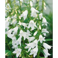 Kategorie <b>Produkt nicht gewünscht </b> - Campanula sarmatica