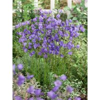 Kategorie <b>Stauden </b> - Campanula rotundifolia
