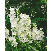 Kategorie <b>Produkt nicht gewünscht </b> - Campanula pyramidalis 'Alba'