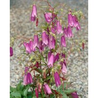 Kategorie <b>Produkt nicht gewünscht </b> - Campanula punctata 'Rubriflora'