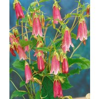 Kategorie <b>Stauden </b> - Campanula punctata 'Elizabeth'