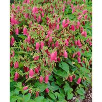 Kategorie <b>Produkt nicht gewünscht </b> - Campanula punctata 'Beetroot'