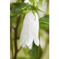 Kategorie <b>Produkt nicht gewünscht </b> - Campanula punctata