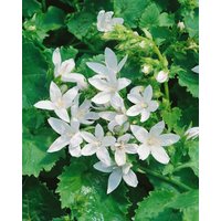 Kategorie <b>Produkt nicht gewünscht </b> - Campanula poscharskyana 'E.H.Frost'