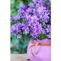 Kategorie <b>Produkt nicht gewünscht </b> - Campanula poscharskyana 'Blauranke'