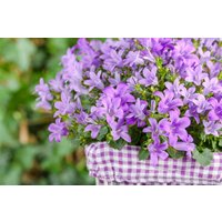 Kategorie <b>Produkt nicht gewünscht </b> - Campanula poscharskyana