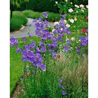 Stauden - Campanula persicif.'Telham Beauty', gen.