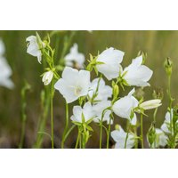 Kategorie <b>Produkt nicht gewünscht </b> - Campanula persicif.'Grandiflora Alba'