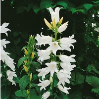 Kategorie <b>Produkt nicht gewünscht </b> - Campanula latifolia var.macrantha 'Alba'