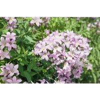 Kategorie <b>Produkt nicht gewünscht </b> - Campanula lactiflora 'Loddon Anne'