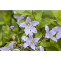 Kategorie <b>Produkt nicht gewünscht </b> - Campanula lactiflora