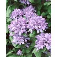Kategorie <b>Produkt nicht gewünscht </b> - Campanula glomerata 'Caroline'