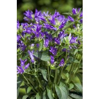 Kategorie <b>Produkt nicht gewünscht </b> - Campanula glomerata 'Acaulis'