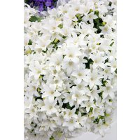 Kategorie <b>Produkt nicht gewünscht </b> - Campanula cochleariifolia 'White Baby'