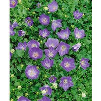Kategorie <b>Produkt nicht gewünscht </b> - Campanula carp.v.turbin.'Karl Foerster'