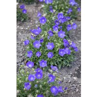 Kategorie <b>Produkt nicht gewünscht </b> - Campanula carp. Perla Blue
