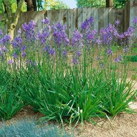 Kategorie <b>Stauden </b> - Camassia quamash